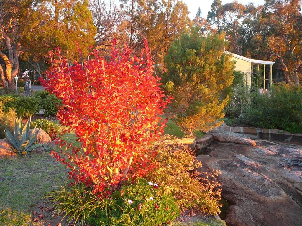 31 The Rocks Bed and Breakfast Stanthorpe Eksteriør billede